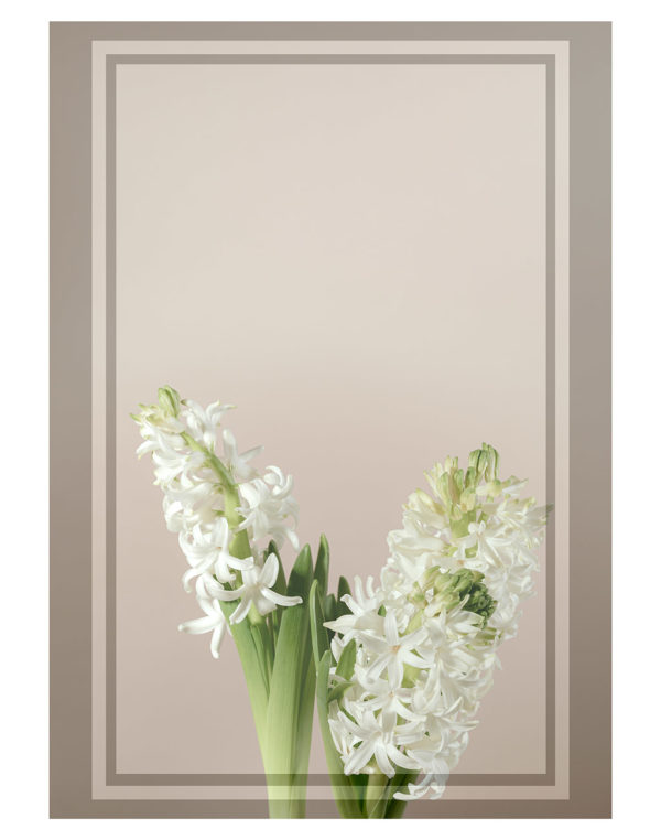 Reactangle-frame-on-white-hyacinth