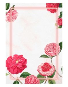 Red-and-pink-camellia-flower